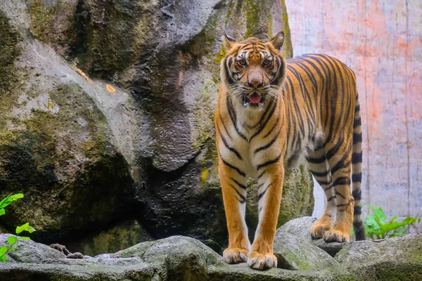 Der Tiger Ist Hinter Den Grünen Zweigen Indochinesischer Tiger — Stockfoto