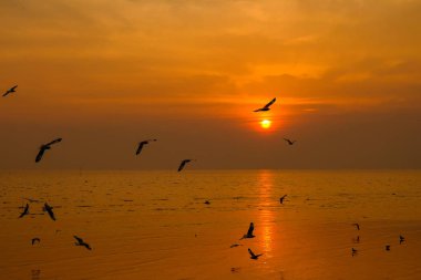 Sea gull sinek üzerinde günbatımı Seyahat Tayland