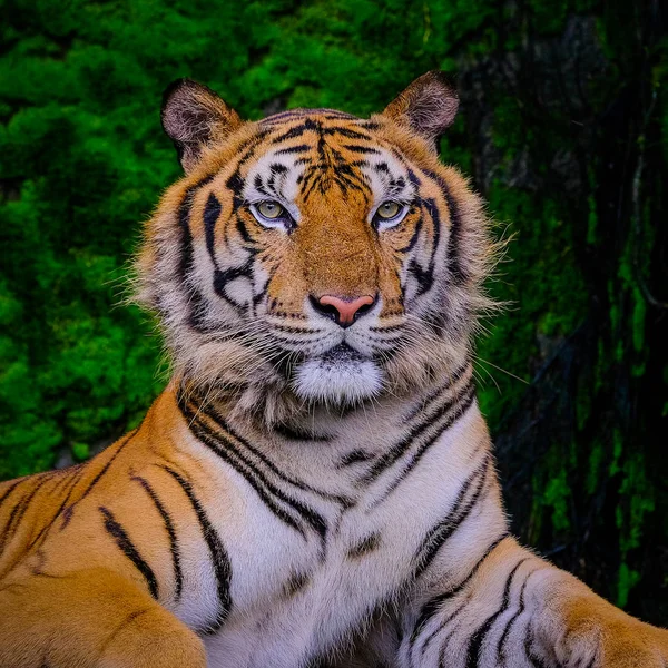 Tigre Bengale Reposant Près Mousse Verte Intérieur Zoo Jungle — Photo