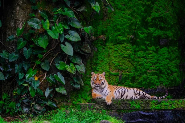 Bengaalse Tijger Met Groene Mos Uit Binnen Jungle Dierentuin Buurt — Stockfoto