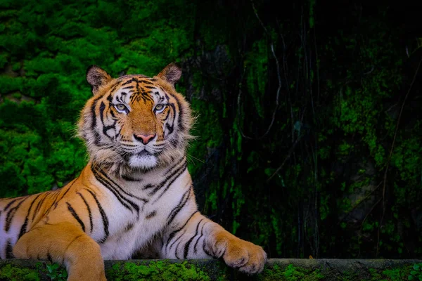 Tigre Bengala Descansando Cerca Con Musgo Verde Desde Interior Del —  Fotos de Stock