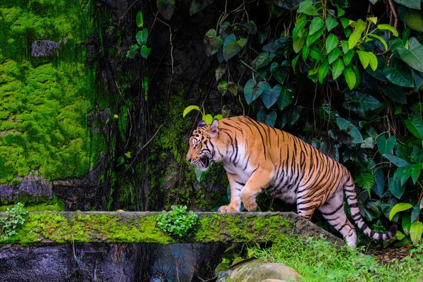 Tygrys Bengalski Odpoczynku Pobliżu Zielonym Mchem Wewnątrz Dżungli Zoo — Zdjęcie stockowe