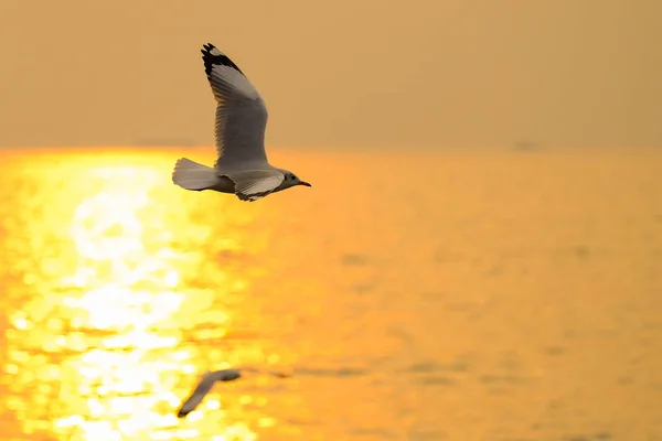 Mar Gaviota Volar Sobre Atardecer Viaje Tailandia — Foto de Stock