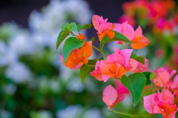 Bougainvillea Flores Flores Colores Jardín —  Fotos de Stock