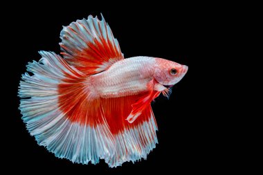 Siyam betta balığı. Siyah arka planda güzel bir renk.