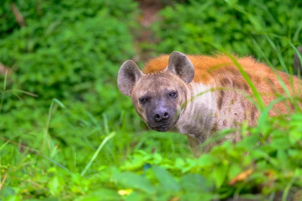 Hiena Manchada Safari — Foto de Stock