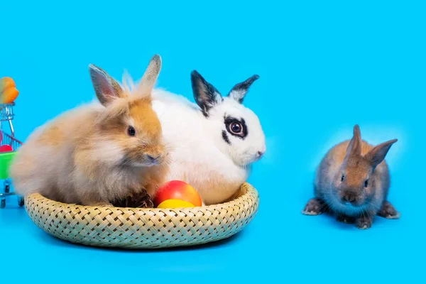 Lapins Paniers Bambou Placer Les Légumes Sur Fond Bleu — Photo