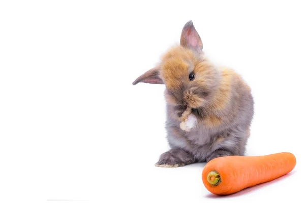 Милый Красный Ребенок Пасхальный Кролик Ест Морковь Белом Фоне — стоковое фото