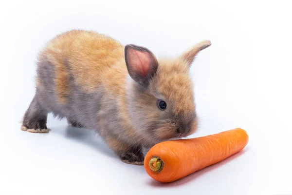 Милый Красный Ребенок Пасхальный Кролик Ест Морковь Белом Фоне — стоковое фото