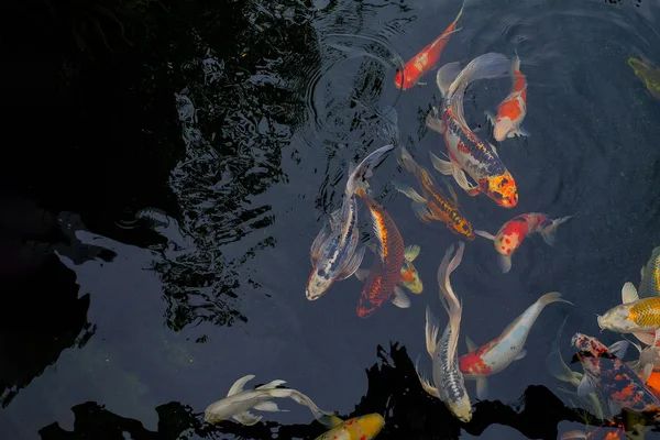 Peixe Carpa Colorido Uma Bela Lagoa Jardim Fundo Natação Peixes — Fotografia de Stock