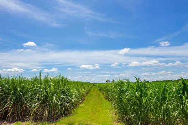 Campo Cana Açúcar Céu Azul Nuvem Branca Tailândia — Fotografia de Stock