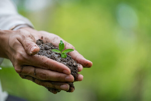 Руки держат зеленое молодое растение и свет
