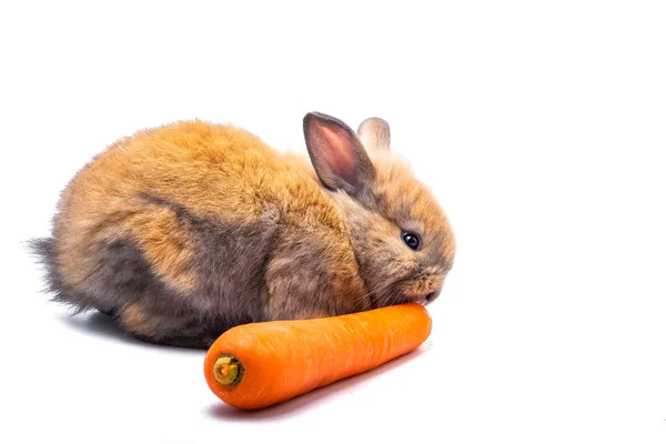 Кролик Ест Морковь Белом Фоне — стоковое фото