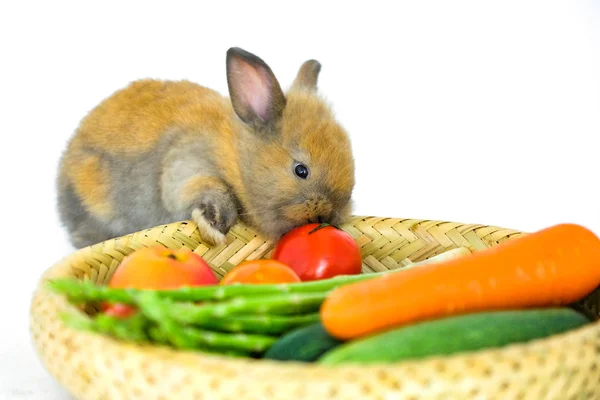Isolat de lapin et légumes et fond blanc — Photo