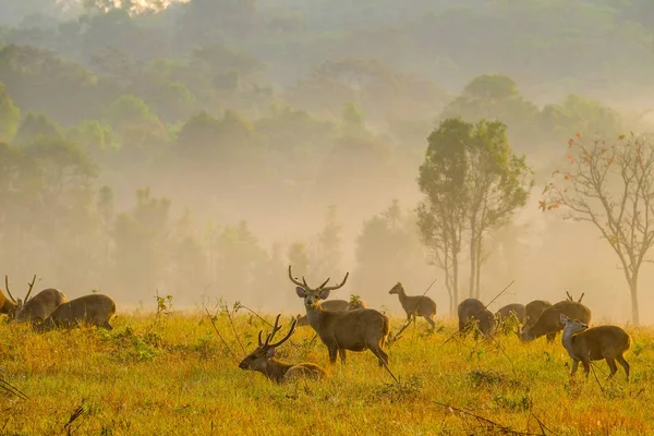 Family Sunset Deer at Thung Kramang Chaiyaphum Province, Thailan — Stock Photo, Image