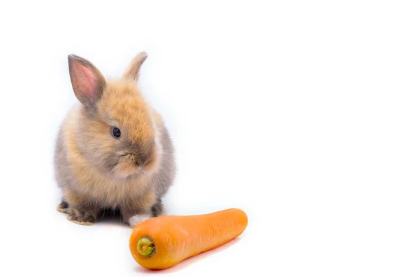 Mignon rouge bébé Pâques lapin manger carotte sur fond blanc — Photo