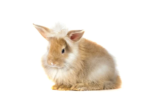 Carino rosso bambino pasqua coniglio mangiare carota su sfondo bianco — Foto Stock