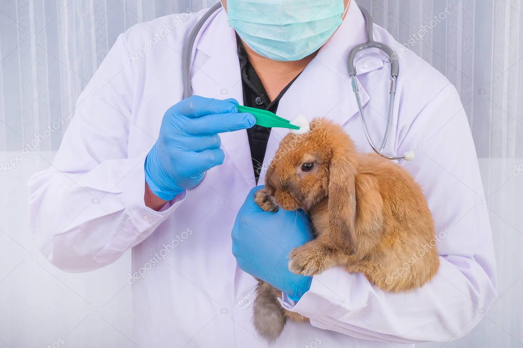 Examining and making rabbit wounds thoroughly The vet picture is
