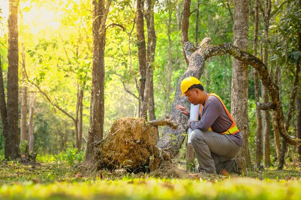 Азіатський інженер руки, що тримає blueprint, що працюють в області ліс — стокове фото