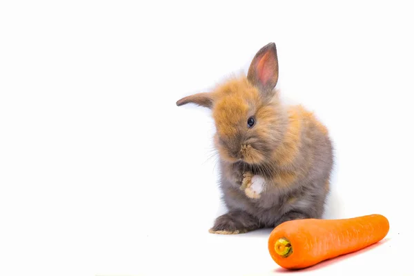 Cute vermelho bebê Páscoa coelho comer cenoura no fundo branco — Fotografia de Stock