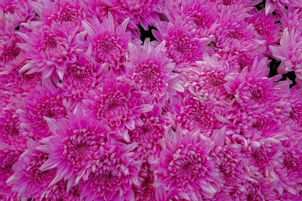 Schöne Blumen Hintergrund für Hochzeitsszene Dekoration — Stockfoto