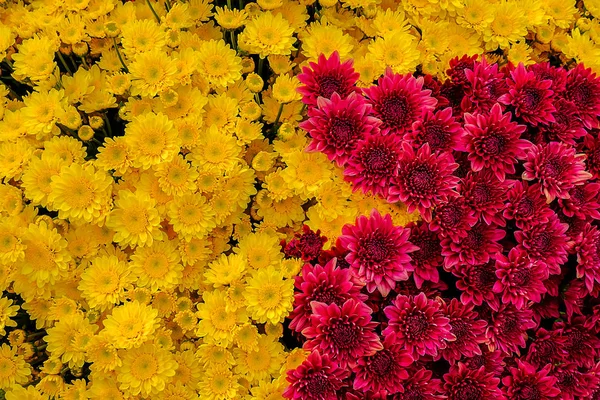 Schöne Blumen Hintergrund für Hochzeitsszene Dekoration — Stockfoto