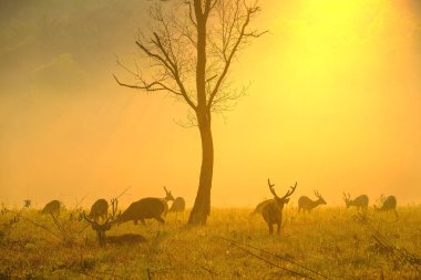 Mulk Kramang Chaiyaphum Eyaleti, Thailan aile günbatımı geyik