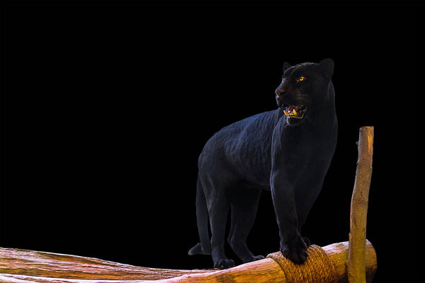 Black Panther stands on a wood on a black background