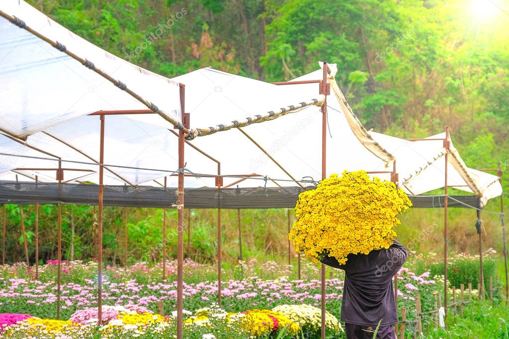 Man is Collect flowers of chrysanthemum in the garden