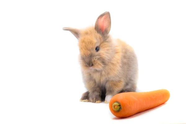 Кролик и овощи и белый фон изолировать — стоковое фото