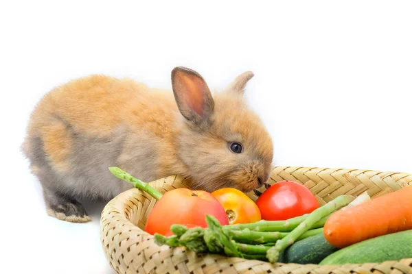 Isolat de lapin et légumes et fond blanc — Photo