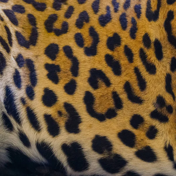 Nahaufnahme Leopard Fleck Muster Textur Hintergrund — Stockfoto