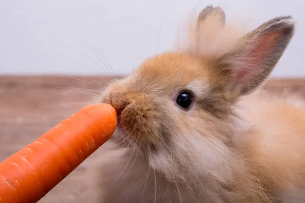 Кролик и овощи и белый фон изолировать — стоковое фото