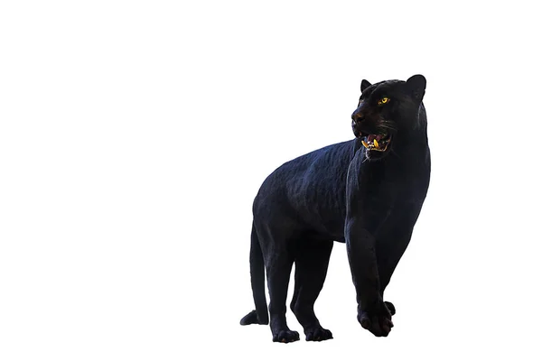 Siyah panter beyaz arkaplanla yakın çekim yapar.