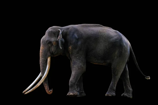 Thaise olifant op een zwarte achtergrond — Stockfoto