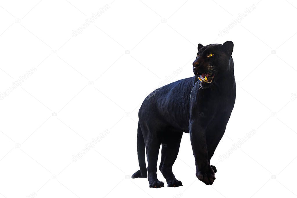 black panther shot close up with White background