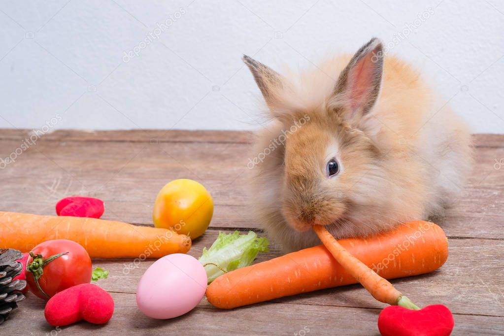 Rabbits on wooden floors, carrots, cucumbers, tomatoes and barre