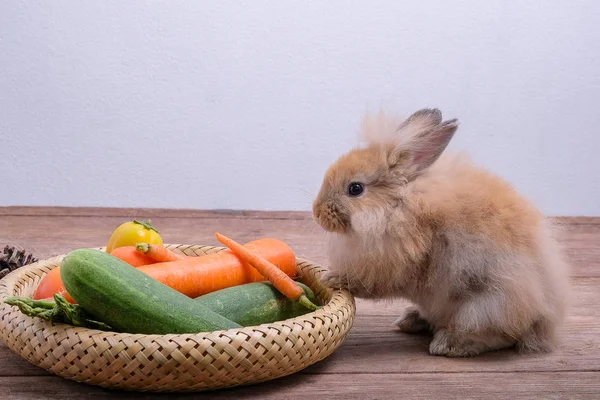 Kaninchen auf Holzböden, Möhren, Gurken, Tomaten und Gerste — Stockfoto