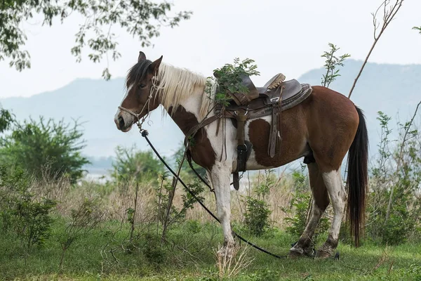 ม้าคาวบอยที่มีทุ่งหญ้าและภูเขา — ภาพถ่ายสต็อก