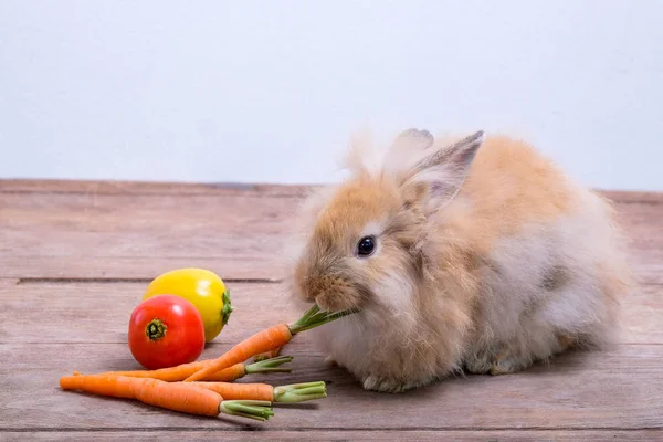 Lapins sur parquet, carottes, concombres, tomates et barres — Photo