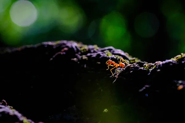 Las hormigas son una de las bellezas de la naturaleza al atardecer — Foto de Stock