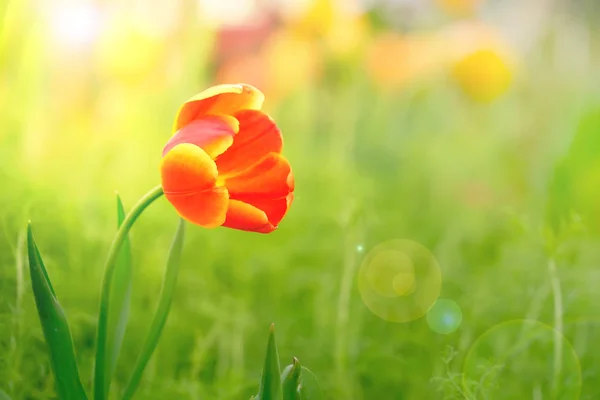 Amarelo-laranja tulipas com belo nascer do sol da manhã — Fotografia de Stock