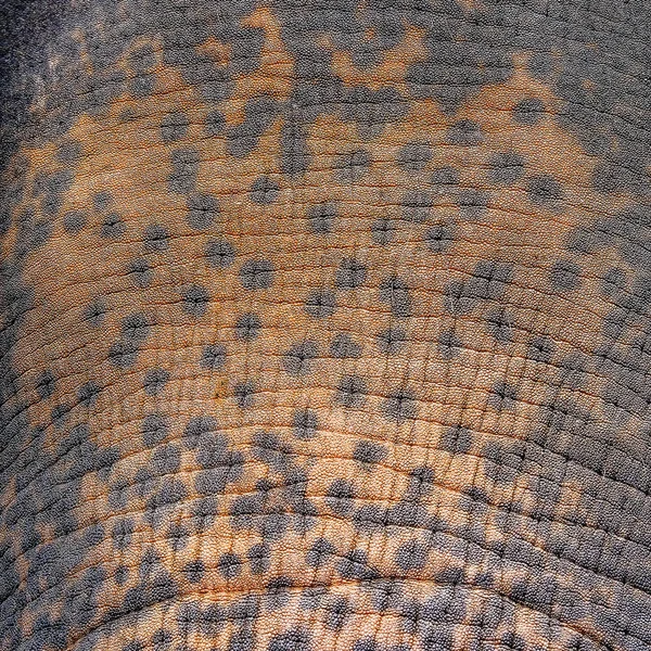 The surface of the elephant skin on background — Stock Photo, Image