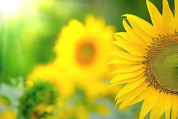 Bellissimo girasole giallo per l'alba del mattino — Foto Stock