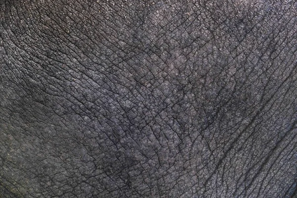 背景上的大象皮肤表面 — 图库照片