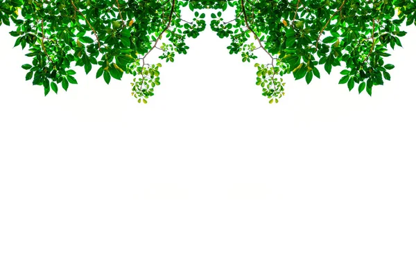 Hoja verde aislada sobre blanco para fondo —  Fotos de Stock