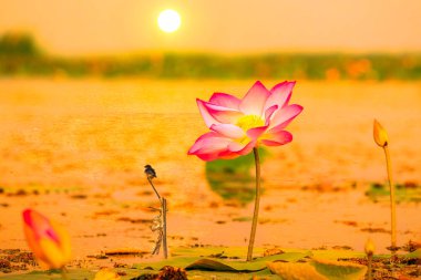 Lotus (Lotus Hindistan, Lotus kutsal, Hindistan Fındık) bataklıklarda t