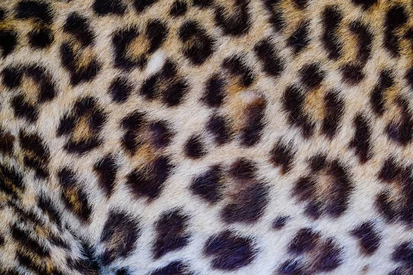 Leopard i ocelot skóra tekstura tło — Zdjęcie stockowe