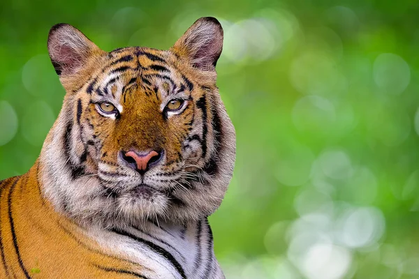 O tigre está atrás dos ramos verdes. (Tigre Indochinês ) — Fotografia de Stock