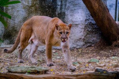 Hayvanat bahçesinde Puma puma portre